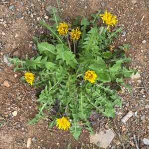 Taraxacum holmboei