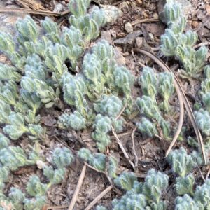 Teucrium cyprium