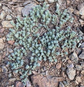 Teucrium cyprium