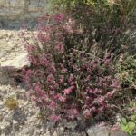 Teucrium divaricatum subsp. canescens