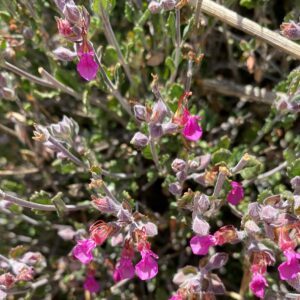 Teucrium divaricatum subsp. canescens