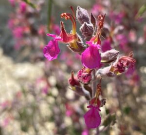 Teucrium divaricatum subsp. canescens - Agios Therapon (7)