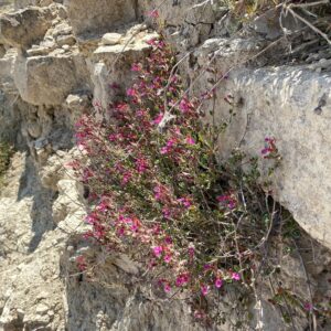 Teucrium divaricatum subsp. canescens