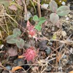 Trifolium fragiferum