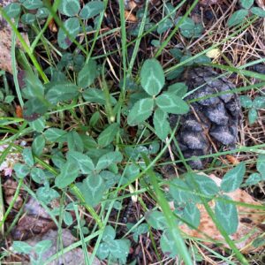 Trifolium fragiferum