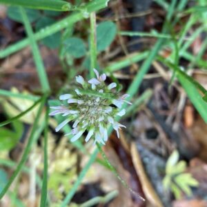 Trifolium fragiferum