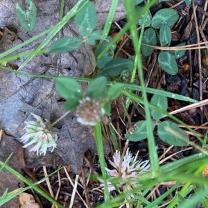 Trifolium fragiferum subspecies bonannii