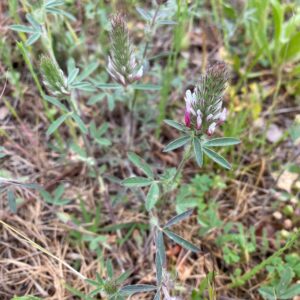 Trifolium pamphylicum