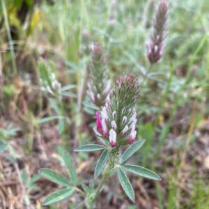 Trifolium pamphylicum