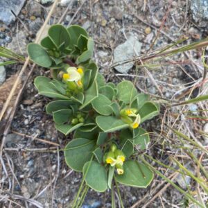 Tripodion tetraphyllum subsp. tetraphyllum