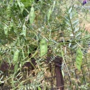 Vicia cassia Pods