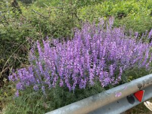 Vicia dalmatica