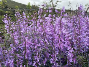 Vicia dalmatica