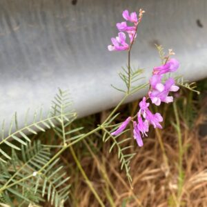 Vicia dalmatica