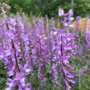 Vicia dalmatica