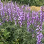 Vicia dalmatica