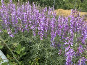 Vicia dalmatica