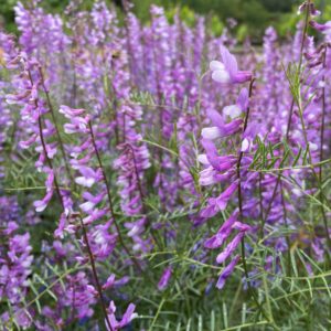 Vicia dalmatica