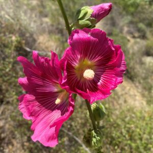 Alcea rosea