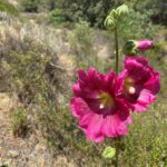 Alcea rosea