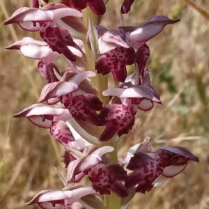 Anacamptis coriophora subsp. fragrans