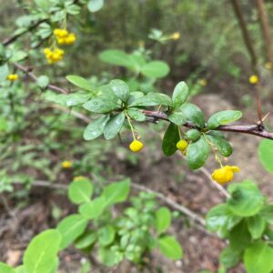 Berberis cretica - Kardama