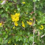 Berberis cretica