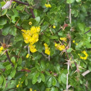 Berberis cretica