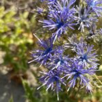 Cardopatium corymbosum Asteraceae Flowers