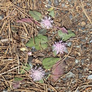 Centaurea aegialophila