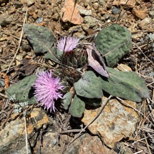 Centaurea aegialophila