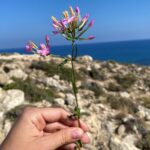 erythraea subsp. rhodense Inflorescence