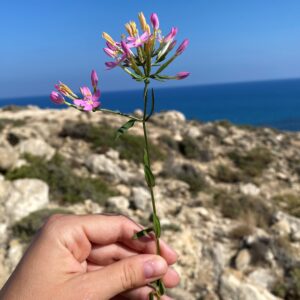 erythraea subsp. rhodense Inflorescence