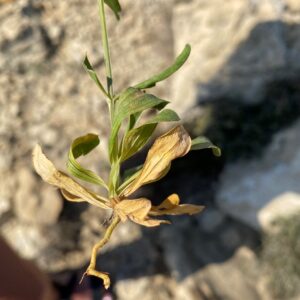 Centaurium erythraea subsp. rhodense No basal branches