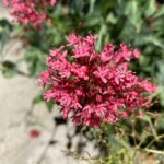 Centranthus ruber (9)