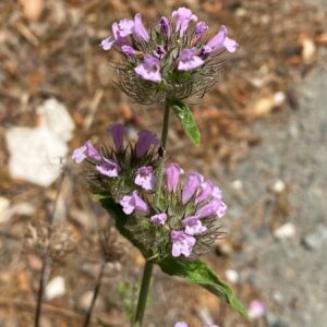 Clinopodium vulgare