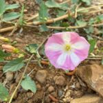 Convolvulus arvensis - Kykkos