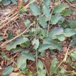 Convolvulus arvensis -Leaves