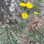 Crepis fraasii