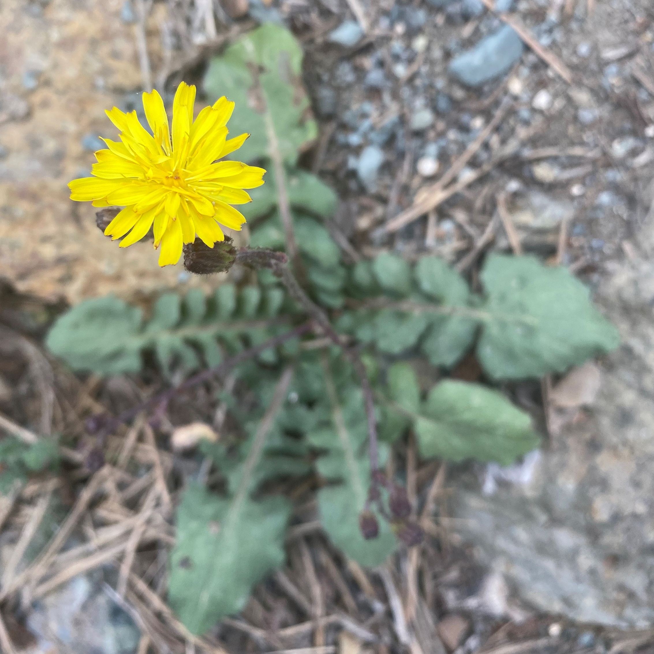 Crepis fraasii