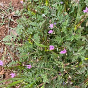 Erodium cicutarium subsp. cicutarium - Troodos