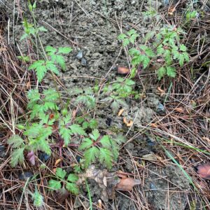 Geranium purpureum