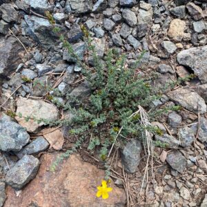 Hypericum confertum subsp. stenobotrys - MAIN