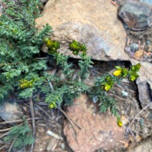 Hypericum confertum subsp. stenobotrys