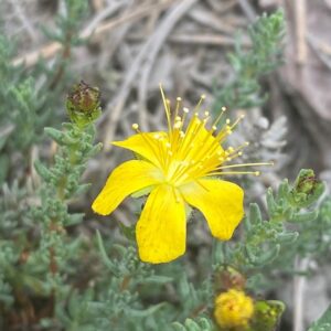 Hypericum confertum subsp. stenobotrys