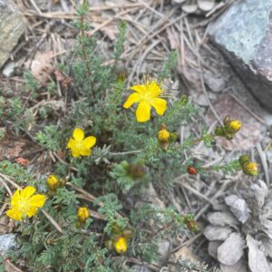 Hypericum confertum subsp. stenobotrys - MAIN