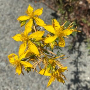 Hypericum perforatum subsp. veronense - Omodos, Mylikouri (2)