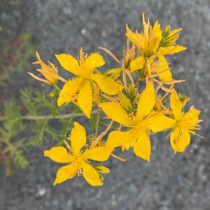 Hypericum perforatum subsp. veronense - Omodos, Mylikouri (2)