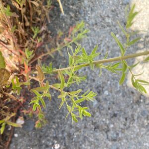 Hypericum perforatum subsp. veronense