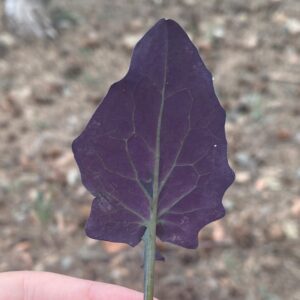 Lactuca cyprica